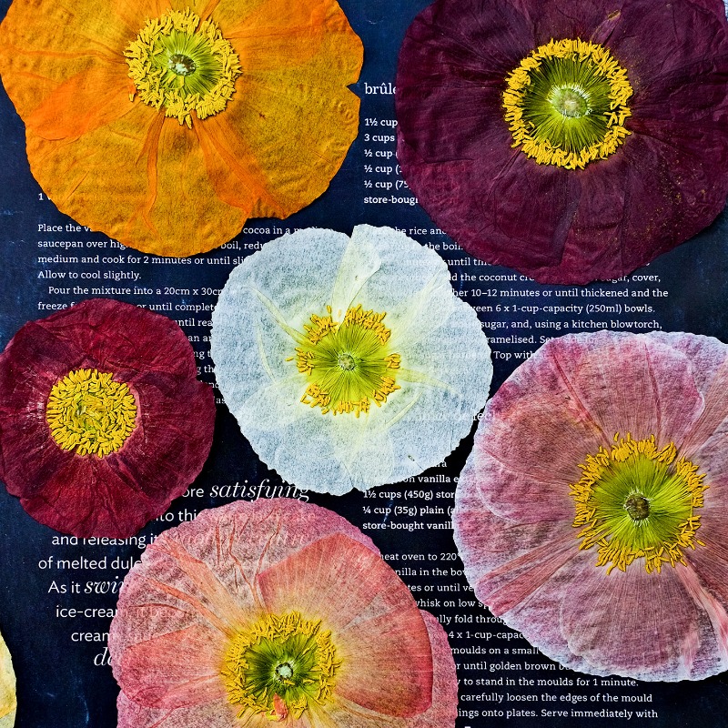 1 stks, natuur veld klaproos g - Resin Art Frame recensie en prijs