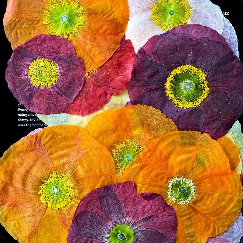 1 stks, natuur veld klaproos g - Resin Art Frame recensie en prijs